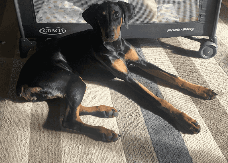 Doberman Pinscher
