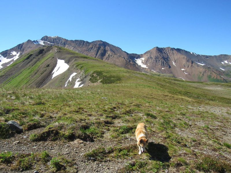 Moonlit Meadow Trail