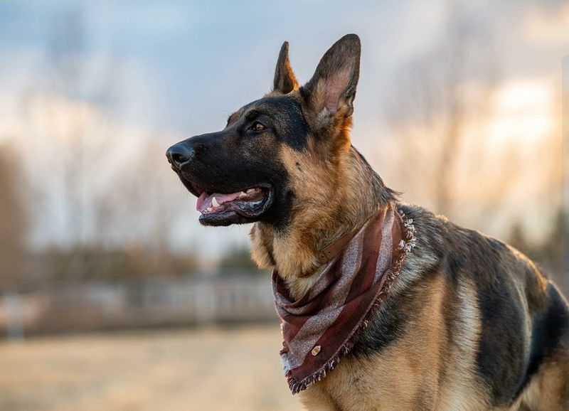 German Shepherd