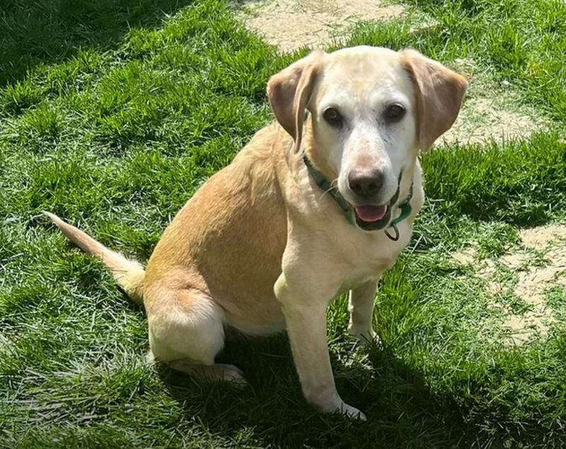Labrador Retriever