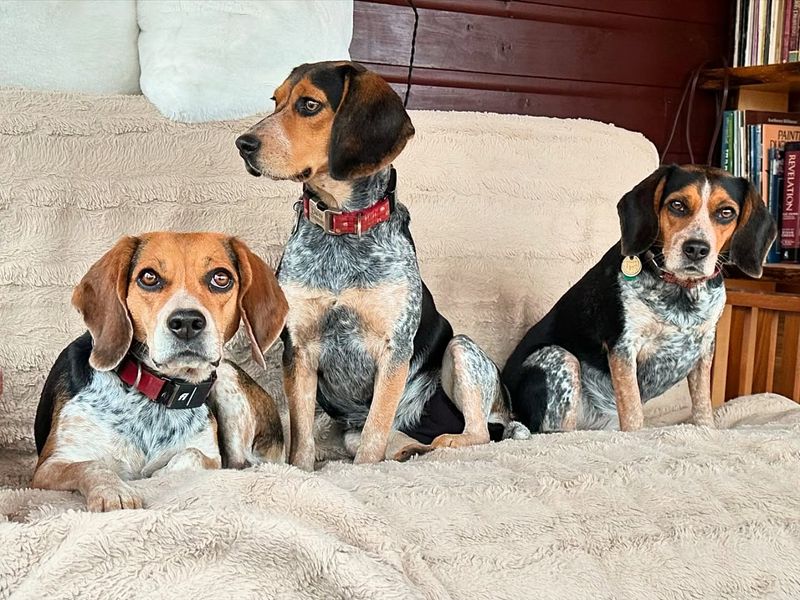 Beagle