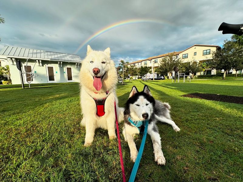 Husky