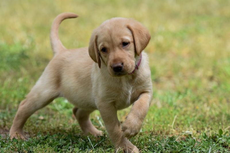 Labrador Retriever
