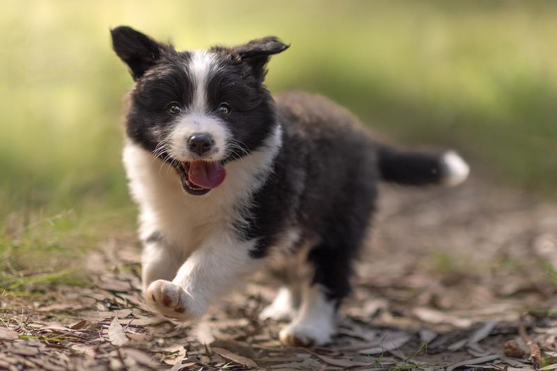 Border Collie
