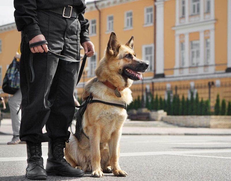 German Shepherd