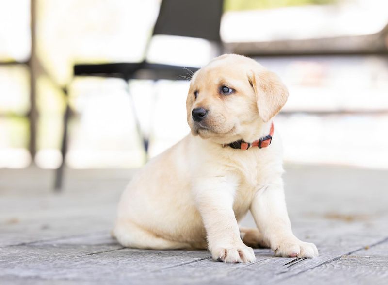 Labrador Retriever