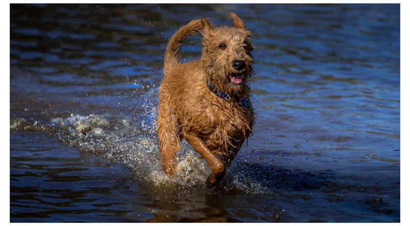Irish Water Spaniel