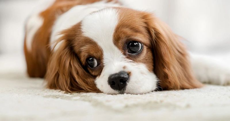 Cavalier King Charles Spaniel