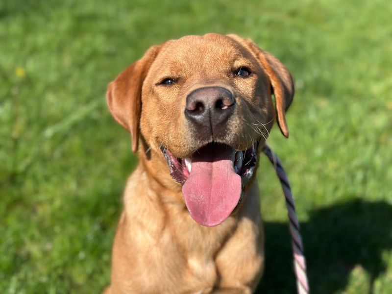Labrador Retriever