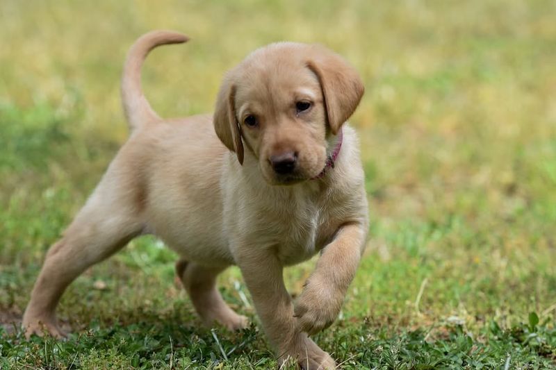 Labrador Retriever