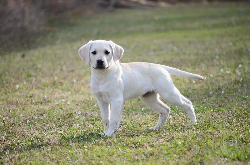 Labrador Retriever
