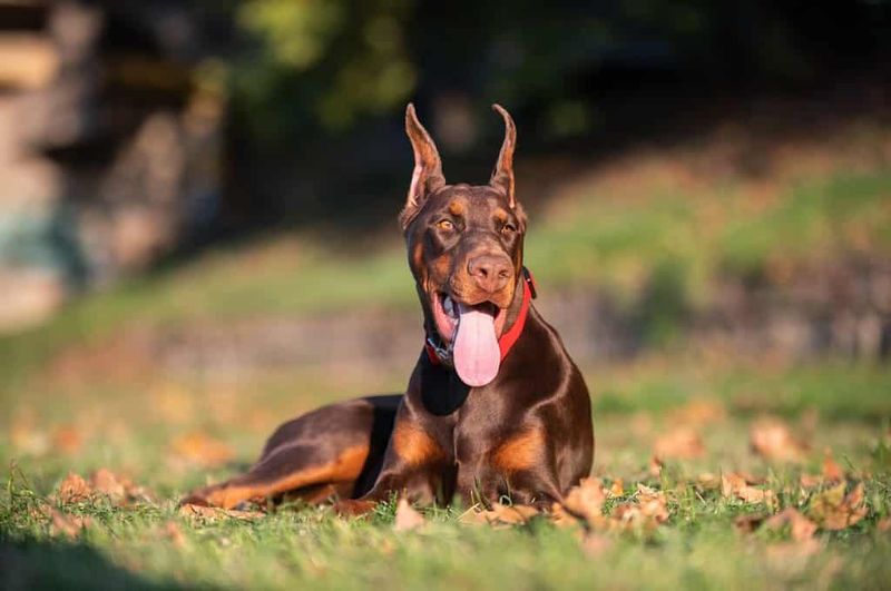 Doberman Pinscher