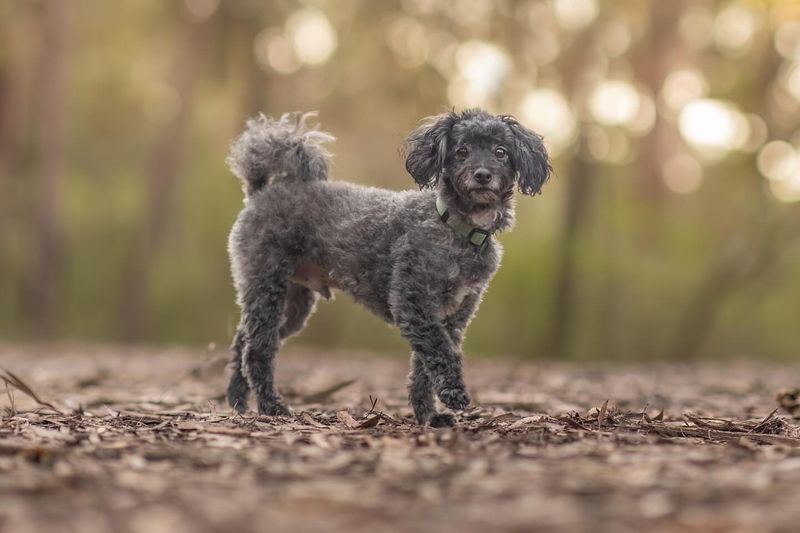 Poodle