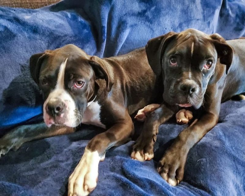 Boxer