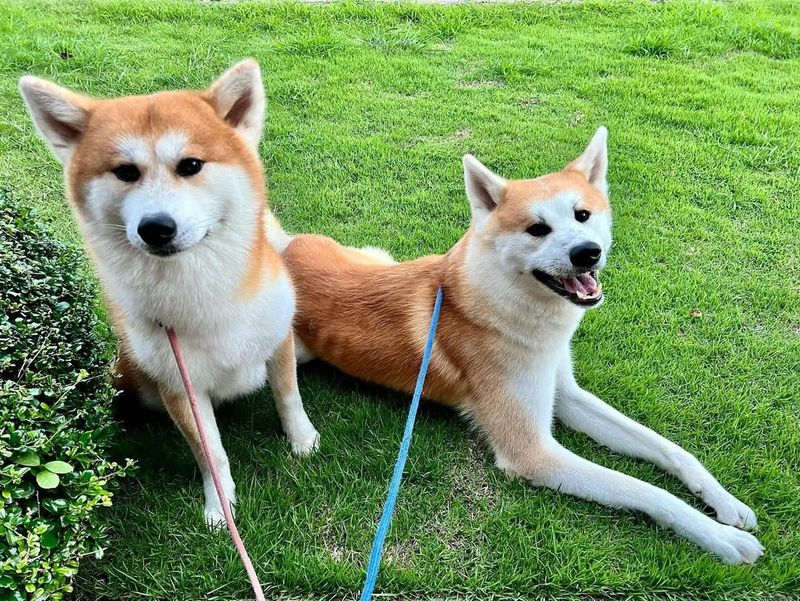 Akita Inu