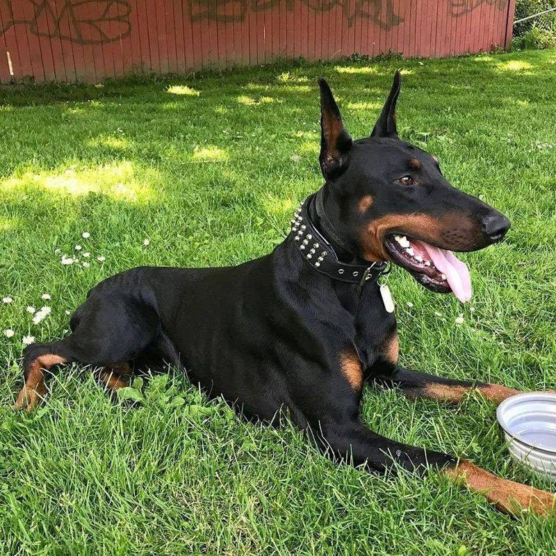 Doberman Pinscher