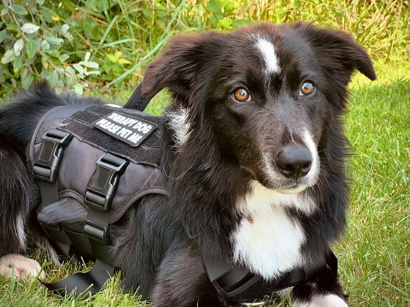 Border Collie