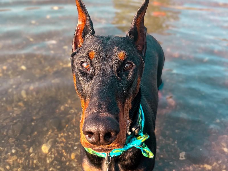 Doberman Pinscher