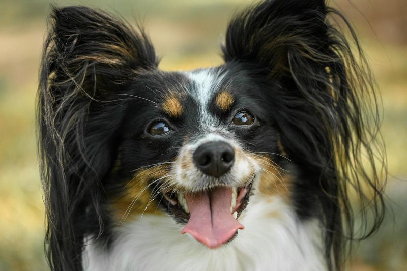 Papillon