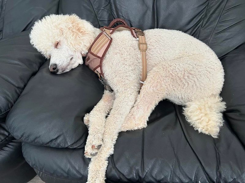 Poodle