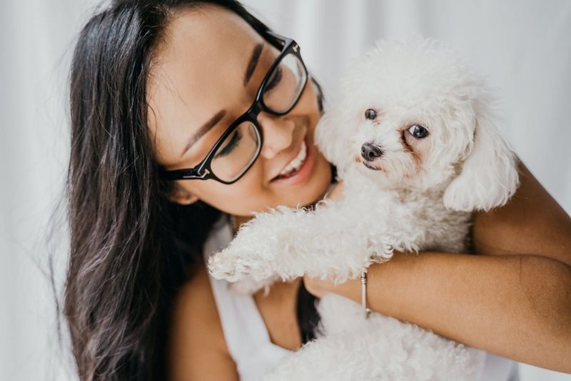 Poodle