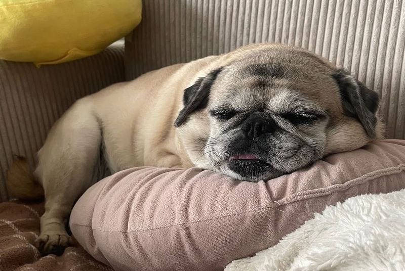 Pug