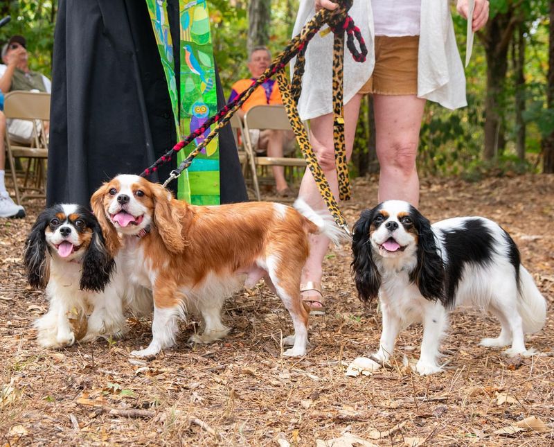 Cavalier King Charles Spaniel