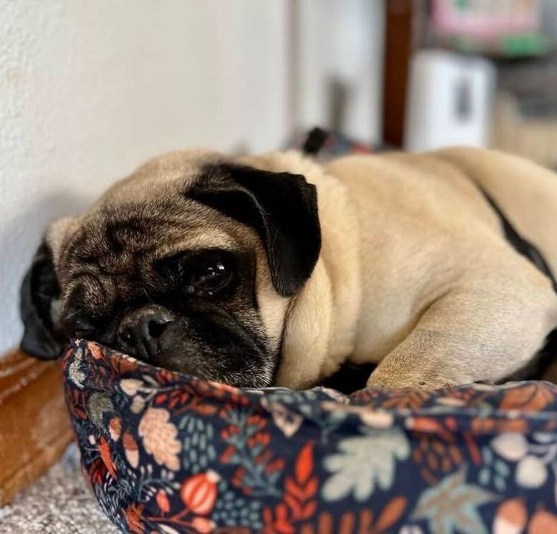 Pug