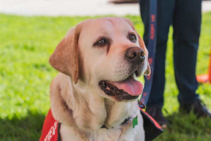 Labrador Retriever