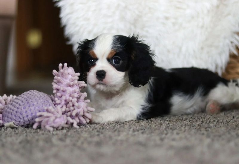 Cavalier King Charles Spaniel