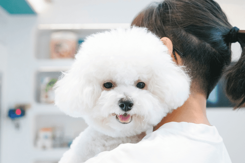 Bichon Frise