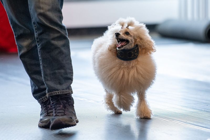 Poodle