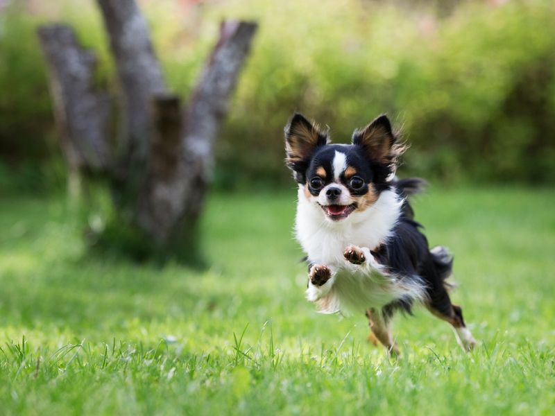 Chihuahua