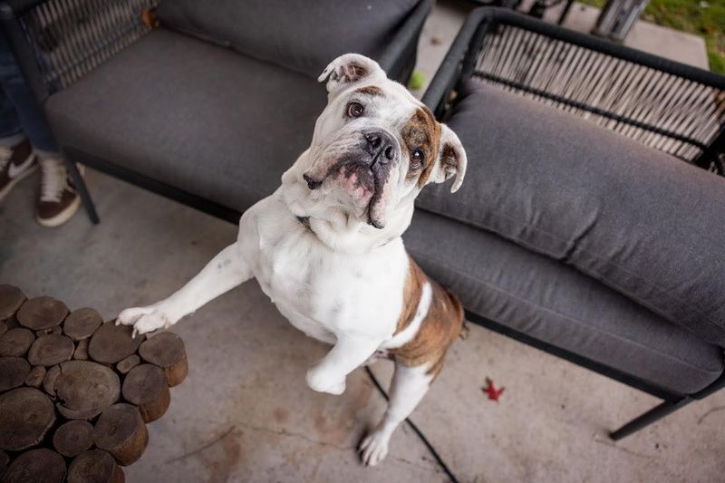 Bulldog