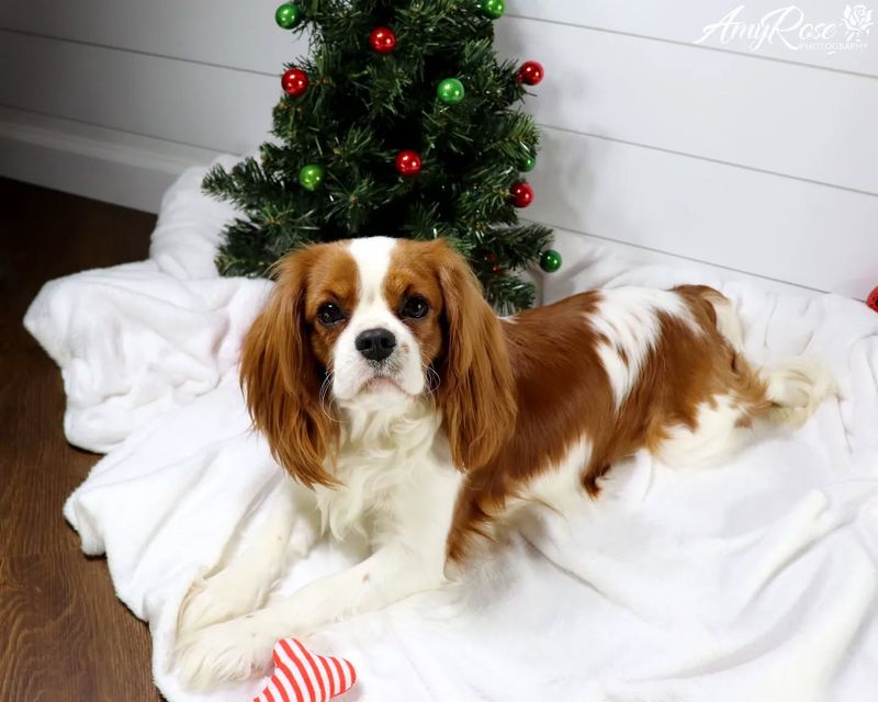 Cavalier King Charles Spaniel