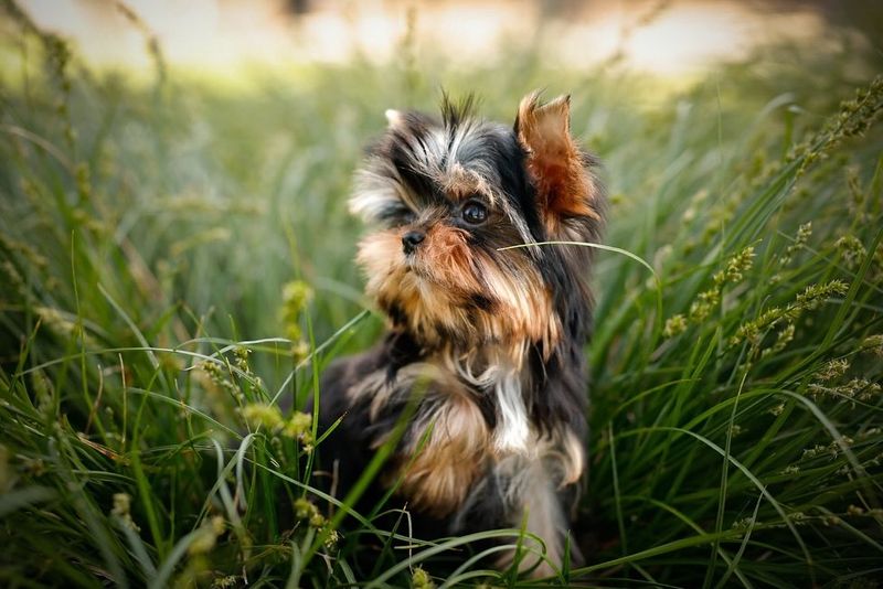 Yorkshire Terrier