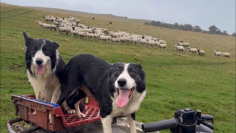 Border Collie