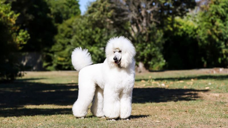 Poodle