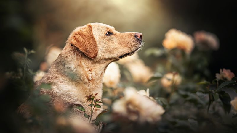 Labrador Retriever