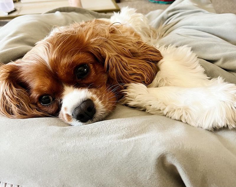 Cavalier King Charles Spaniel