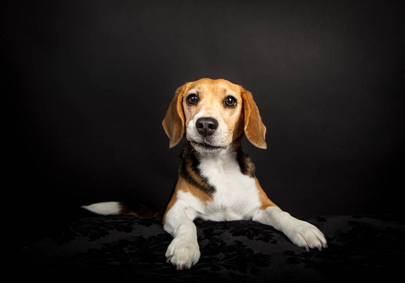 Beagle