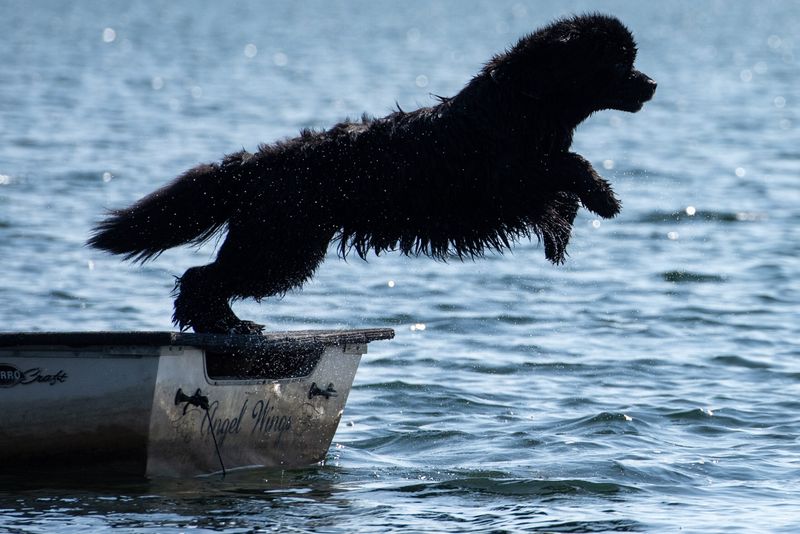 Newfoundland