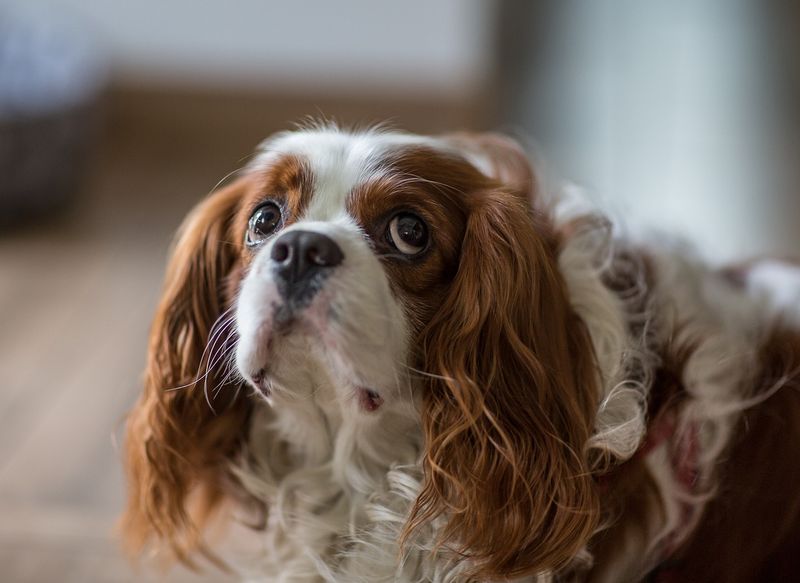 Cavalier King Charles Spaniel