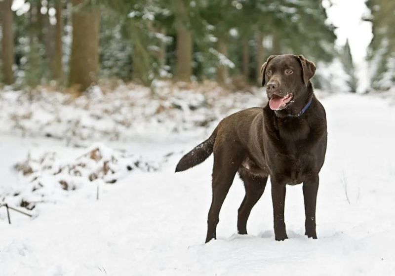 Labrador Retriever