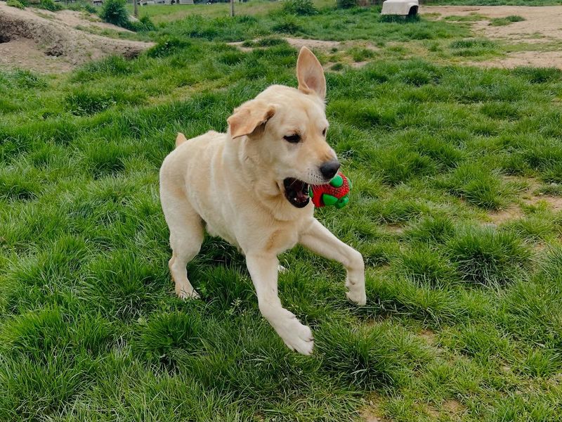 Labrador Retriever