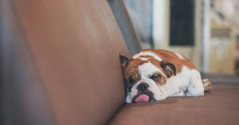 Bulldog