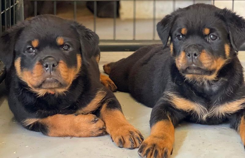 Rottweiler