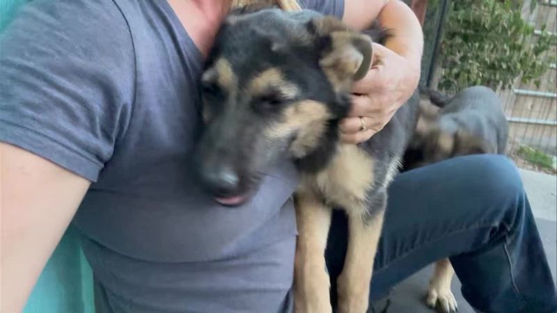 German Shepherd