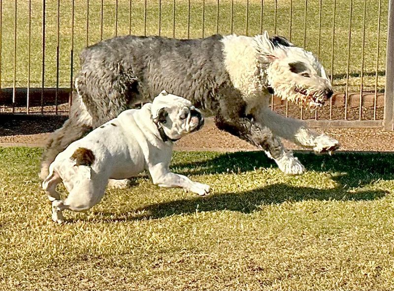 Old English Sheepdog