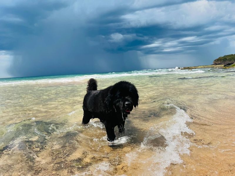 Newfoundland